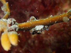 Eubranchus tricolor