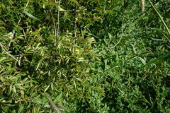 Rosa balsamica