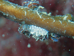 Eubranchus tricolor
