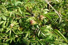 Rosa balsamica