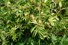 Rosa balsamica