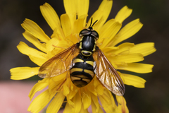 Chrysotoxum