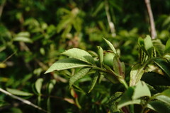 Rosa balsamica