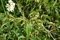 Rosa balsamica