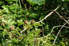 Rosa balsamica
