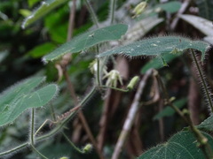 Passiflora nana