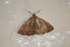 Zanclognatha jacchusalis