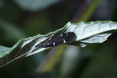 Athripsodes bilineatus