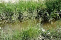 Poa trivialis sylvicola