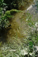 Poa trivialis sylvicola