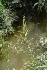 Poa trivialis sylvicola