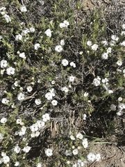 Phlox condensata