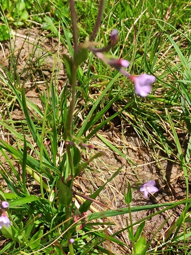 Image of Epilobium nutans by no rights reserved