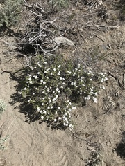Phlox condensata