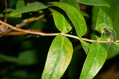 Hypericum inodorum