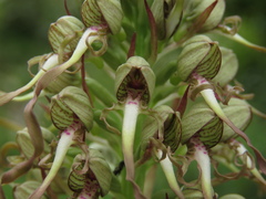 Himantoglossum