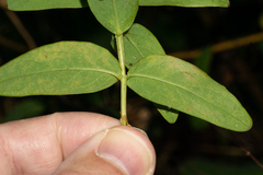 Hypericum inodorum