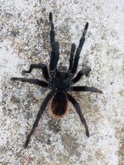 Dugesiella anitahoffmannae