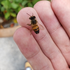 Apis mellifera