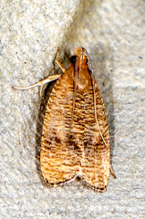 Psilocorsis cryptolechiella