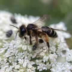 Andrena