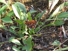 Speyeria cybele pseudocarpenteri