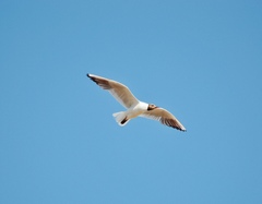 Chroicocephalus ridibundus