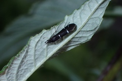 Athripsodes bilineatus