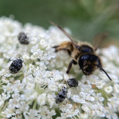 Andrena