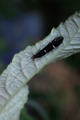 Athripsodes bilineatus