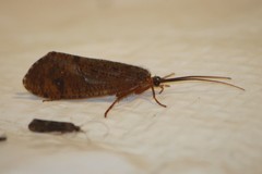 Ptilostomis ocellifera