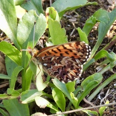 Speyeria cybele pseudocarpenteri