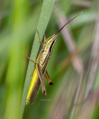 Mermiria intertexta