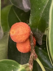 Magnoliopsida