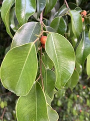 Magnoliopsida