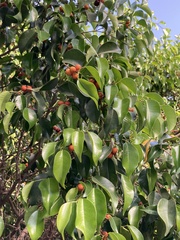 Magnoliopsida