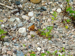 Speyeria cybele pseudocarpenteri