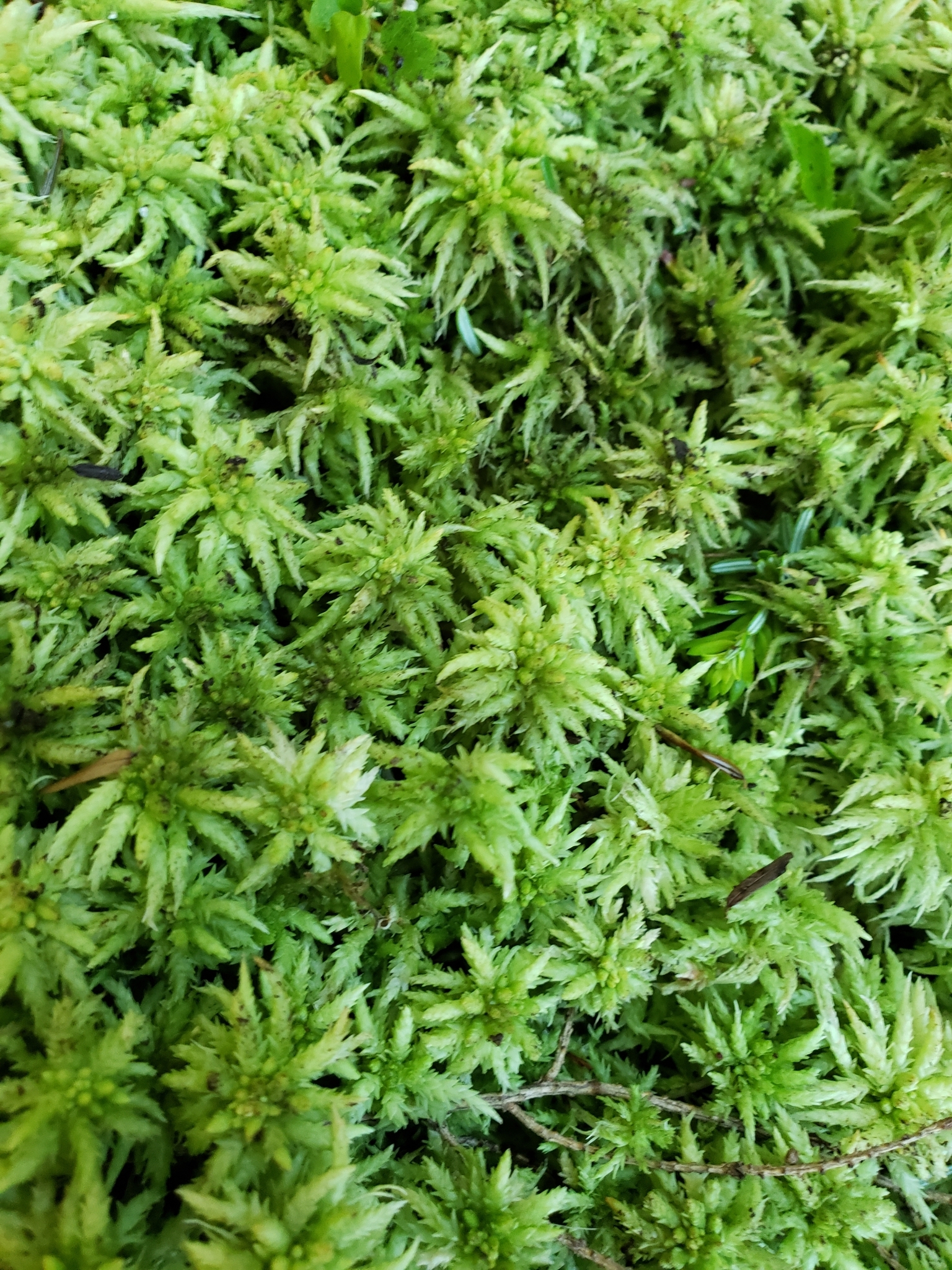 sphagnum moss (Forest Lodge Nature Trail) · iNaturalist