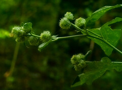 Arctium nemorosum