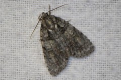 Acronicta increta