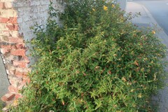 Hypericum × hidcoteense