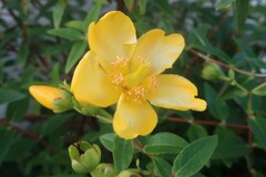 Hypericum × hidcoteense