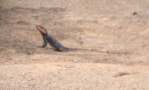 Blanford's Rock Agama