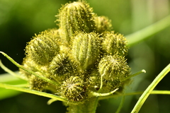 Sonchus palustris