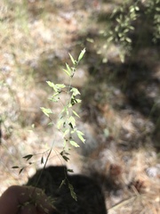 Poa wheeleri