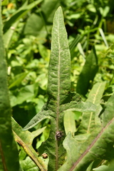 Sonchus palustris