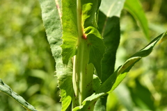 Sonchus palustris