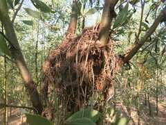 Cranioleuca vulpecula