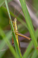 Mermiria intertexta