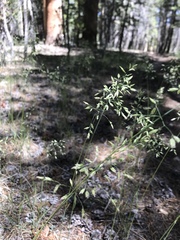 Poa wheeleri